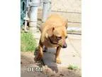 Adopt Demi a Dachshund