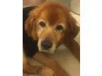 Adopt Georgia a Golden Retriever