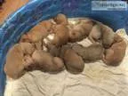 Golden Retriever Puppies