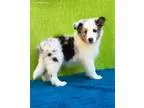 Sheltie Pup