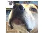 Adopt Sissy a Labrador Retriever