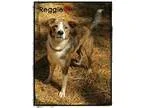 Adopt Reggie a Brindle - with White Collie  Mixed dog in Chester