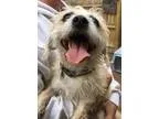 Adopt Lady Alice a White Poodle (Miniature)  Shih Tzu  Mixed dog
