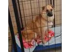 Adopt Lady a Australian Shepherd