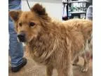 Adopt Luke a Golden Retriever
