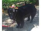 Adopt ANNIE a Labrador Retriever Golden Retriever