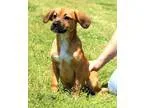Adopt Ryder a TanYellowFawn - with Black Beagle  Pug  Mixed dog 