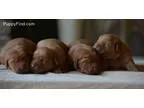 Well mannered Yorkshire Terrier puppies available now