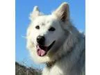 Adopt Aussie a German Shepherd Dog
