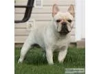 AKC Champion sired French Bulldog male stud for sale