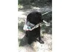 Adopt Cassie Pleasant LOCAL a Black - with White Labrador Retrie