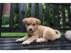 Adopt Kipper a TanYellowFawn Shiba Inu  Golden Retriever  Mixed 