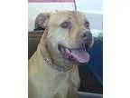 Adopt Brooklyn a TanYellowFawn Pit Bull Terrier  Mixed dog in Si