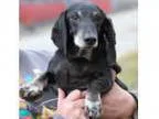 Adopt Willy a Dachshund