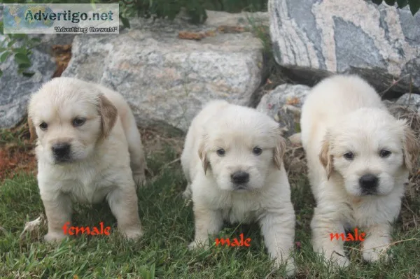 AKC beautiful Golden Retriever puppies