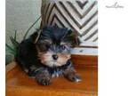 Adorable Yorkie Boy
