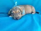 Adopt Little Bit a TanYellowFawn - with Black Beagle  Mixed dog 