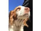 Adopt WAIDSienna a Brittany Spaniel