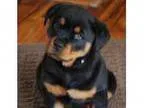 Reds Rottweiler Puppies.