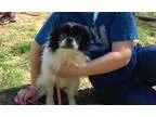 Adopt Beau a Black - with White Japanese Chin  Mixed dog in Wate