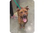 Adopt Drex a Dachshund Rhodesian Ridgeback