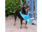 Adopt YODA a Black - with Tan Yellow or Fawn Miniature Pinscher 