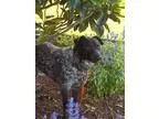 Adopt Karma a Australian Cattle Dog (Blue Heeler)