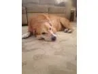Adopt Emily 677 a RedGoldenOrangeCh estnut Golden Retriever  Mix