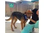 Adopt Fegus a Hound German Shepherd Dog