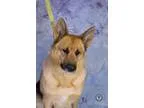 Adopt Amelia a German Shepherd Dog