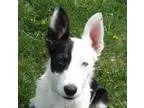 Adopt LIBBY video a Black - with White Border Collie  Mixed dog 