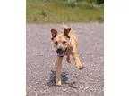 Adopt Rhett a RedGoldenOrangeCh estnut Retriever (Unknown Type) 