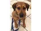 Adopt Remmie a Shepherd Rottweiler