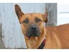 Adopt Diesel a American Staffordshire Terrier Retriever