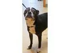 Adopt Bo a Boston Terrier