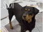 Adopt Cocoa a Labrador Retriever