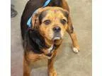 Adopt Matilda a Beagle Pug