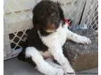 Standard Poodle Puppies