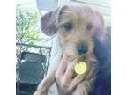 Adopt Charo a TanYellowFawn Terrier (Unknown Type Medium)  Mixed