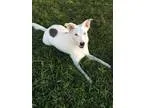 Adopt Sasha a Australian Shepherd