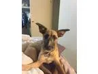 Adopt Zafira a Terrier