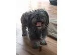 Adopt Elmo a Shih Tzu
