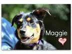 Adopt Maggie a Black - with Tan Yellow or Fawn Shepherd (Unknown
