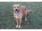 Adopt Caleb a Shepherd