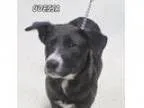 Adopt Odessa a Australian Cattle Dog (Blue Heeler)