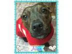 Adopt Alice a Brindle Pit Bull Terrier  Terrier (Unknown Type