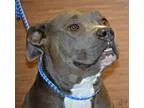 Adopt Julee a Pit Bull Terrier  Mixed dog in St. Louis MO (14987