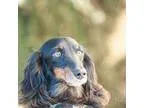 Adopt Fritz and Georgio a Dachshund