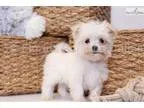 Button - ACA Teacup Male Maltese Puppy