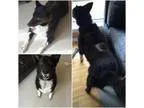 Adopt Cookie a Border Collie